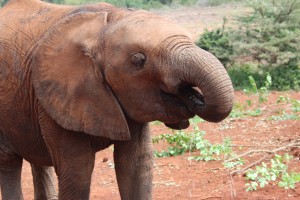 Elephant drinking 2