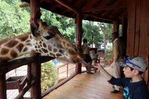 Erez feeding Giraffe