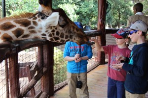 Noam feeding giraffe