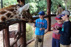 Zev feeding giraffe