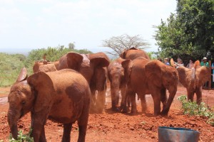 group of babies elephant