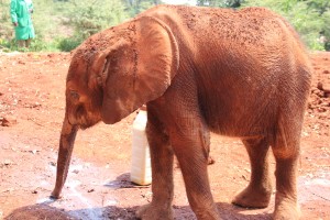 mudbath elephant